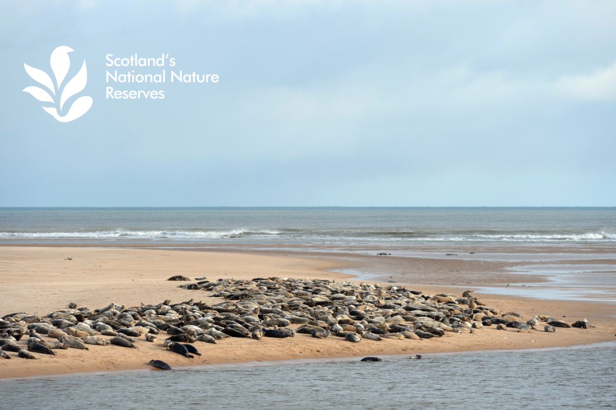 Grey seals