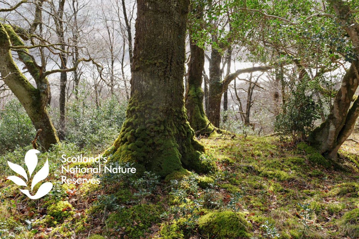 woodland