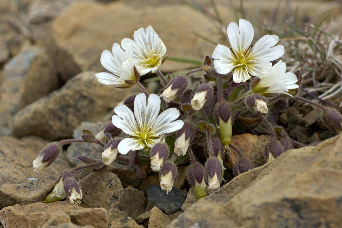 Edmondston’s Chickweed
