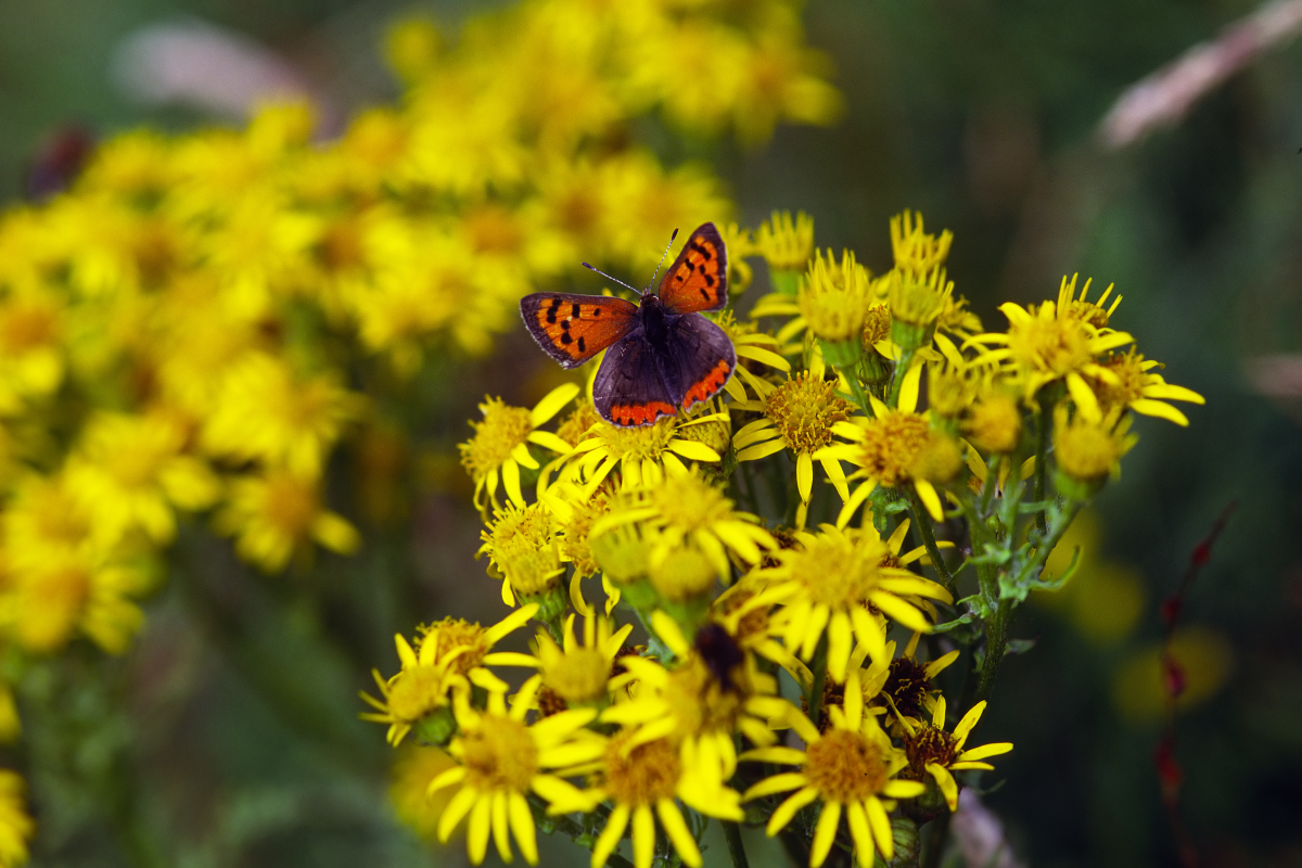 small copper butterfly feeding on a ragwort plant