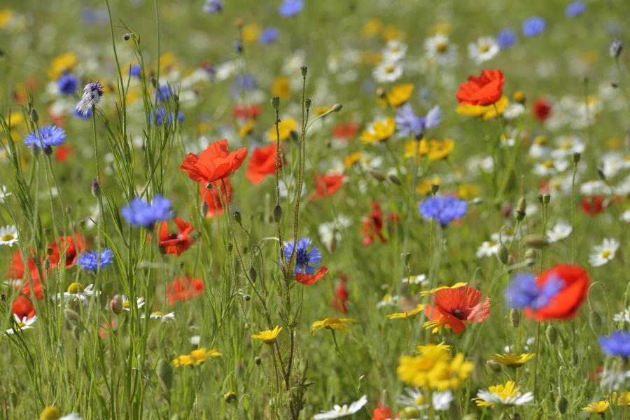 Wildflowers in meadow
