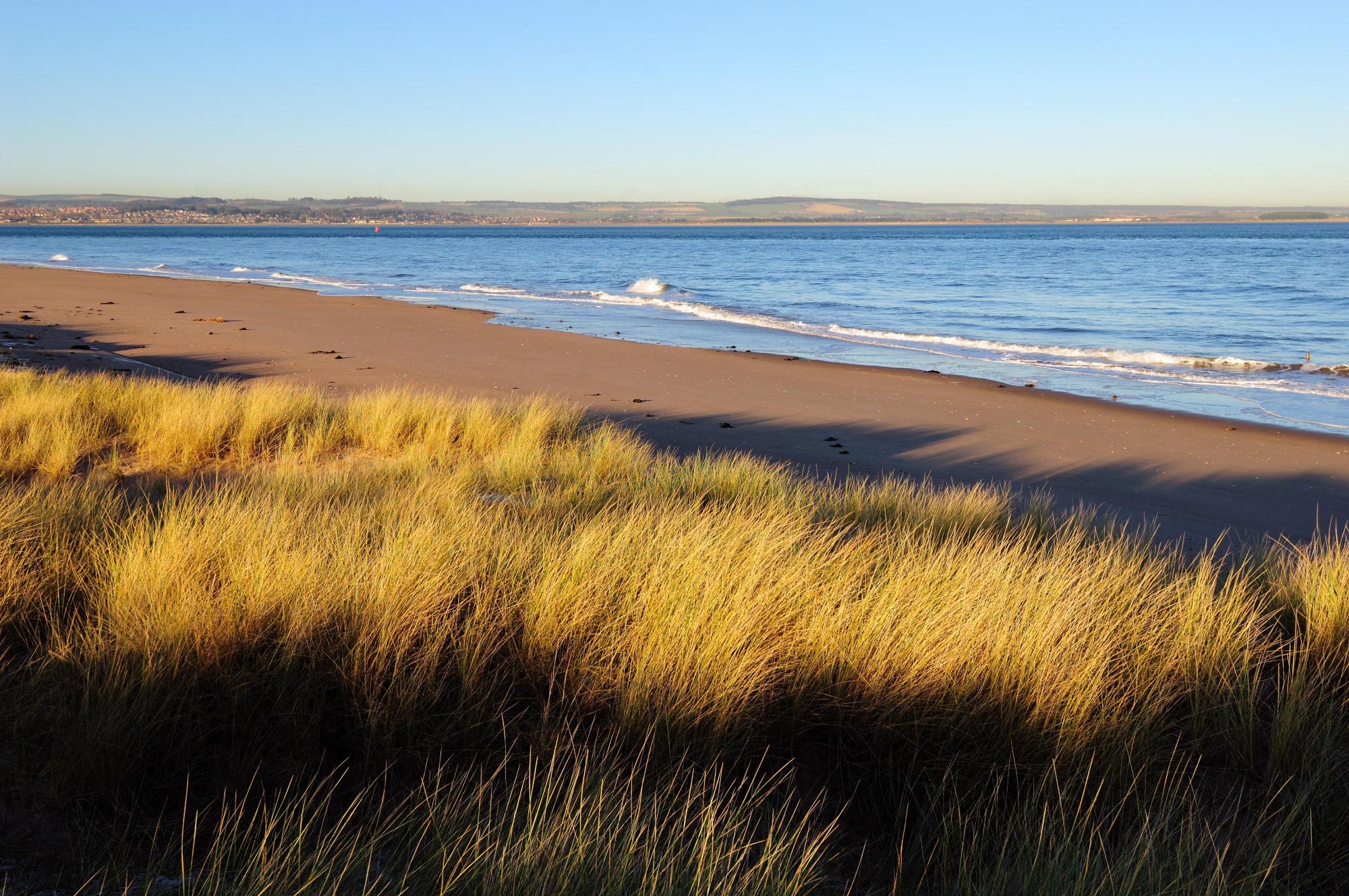Marram grass growing on the sand dunes at Tentsmuir NNR.