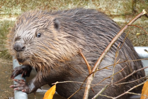 A beaver on a path, with a stick in front of it.