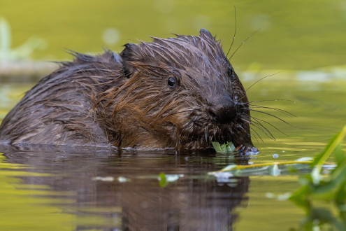 A beaver in water eating some vegetation.