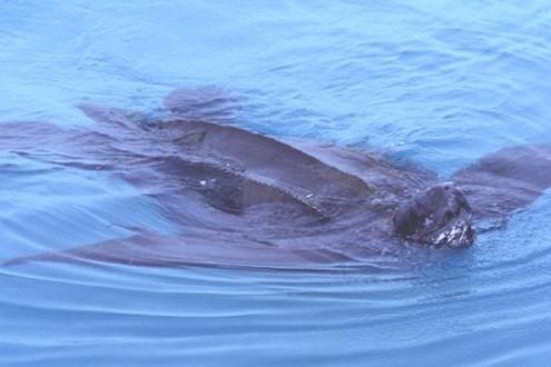 Leatherback turtle