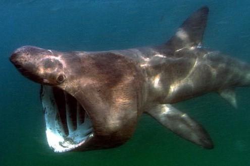 Basking shark with mouth open feeding