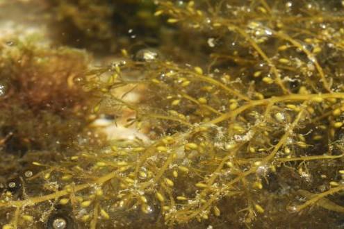 wire weed (Sargassum muticum)
