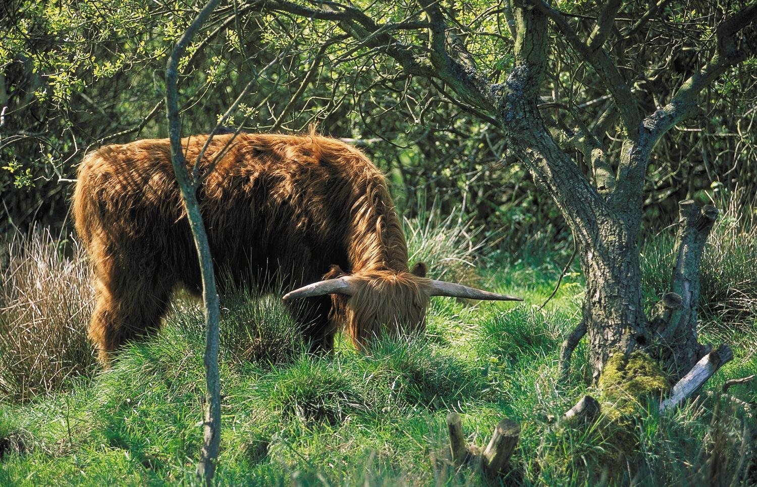 Highland Cow grazing in woodland