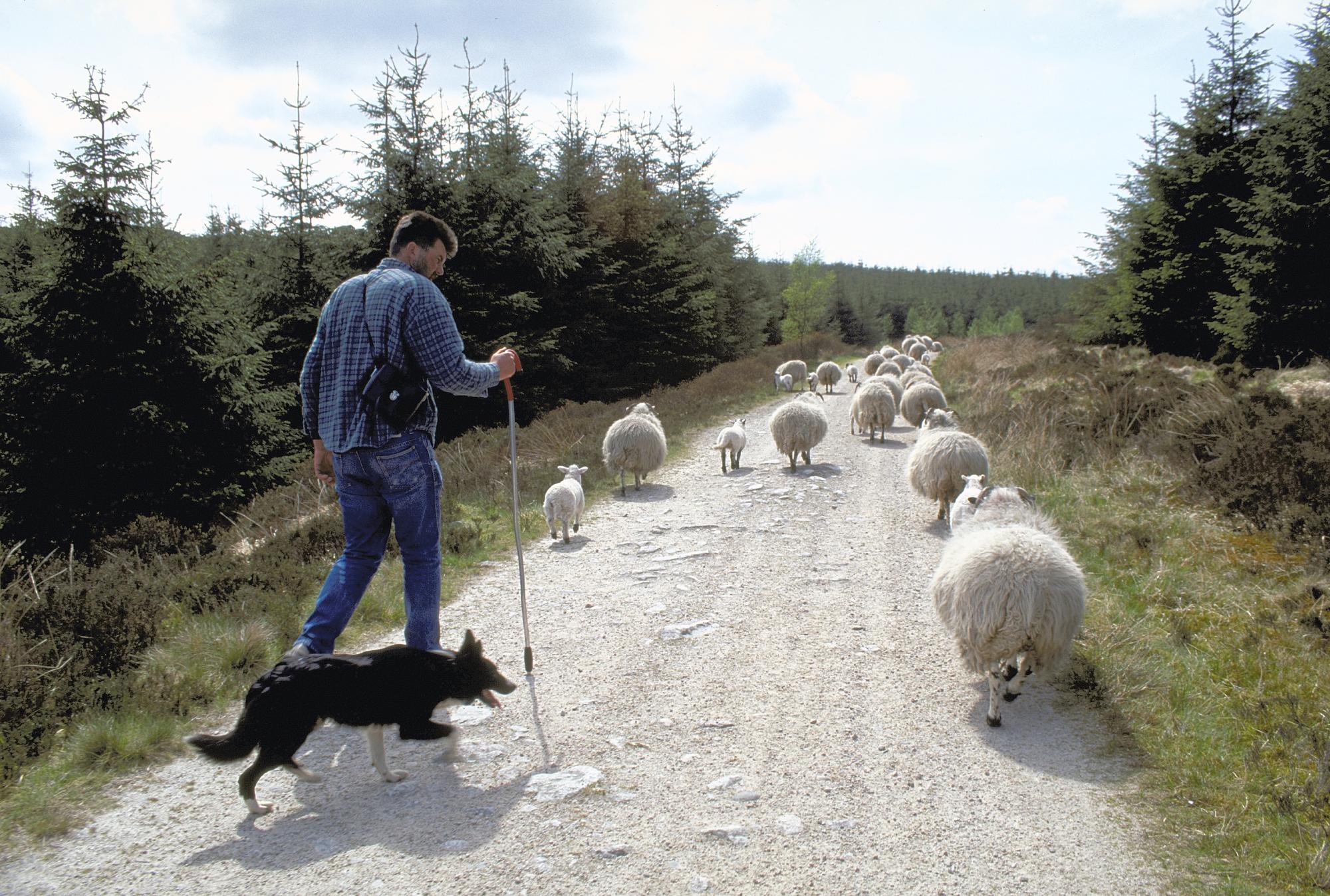 Shepherd herding sheep along a path