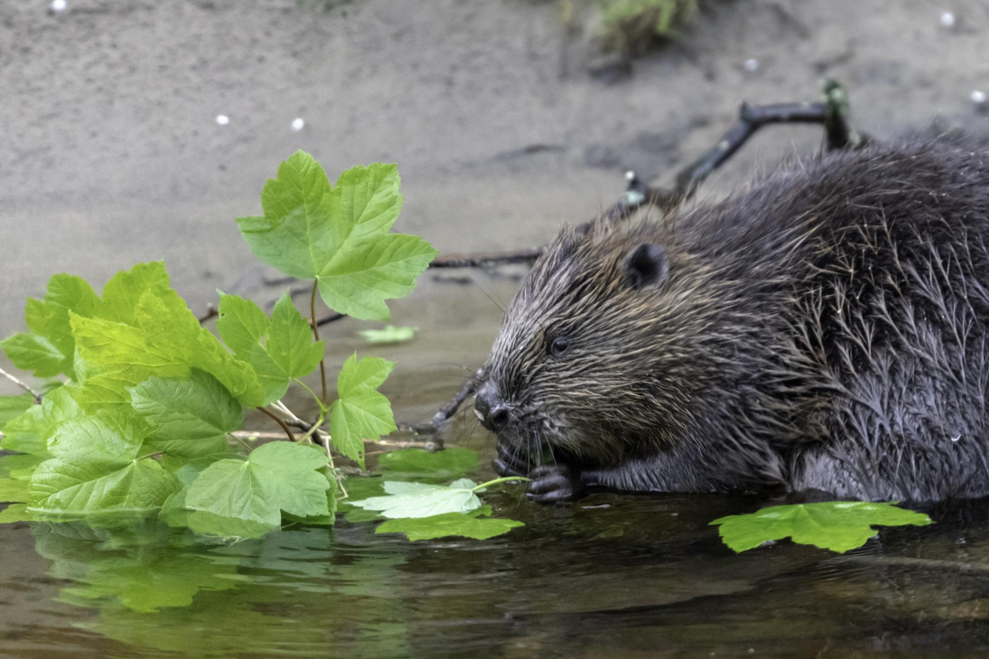 Beaver eating sycamore on a riverbank