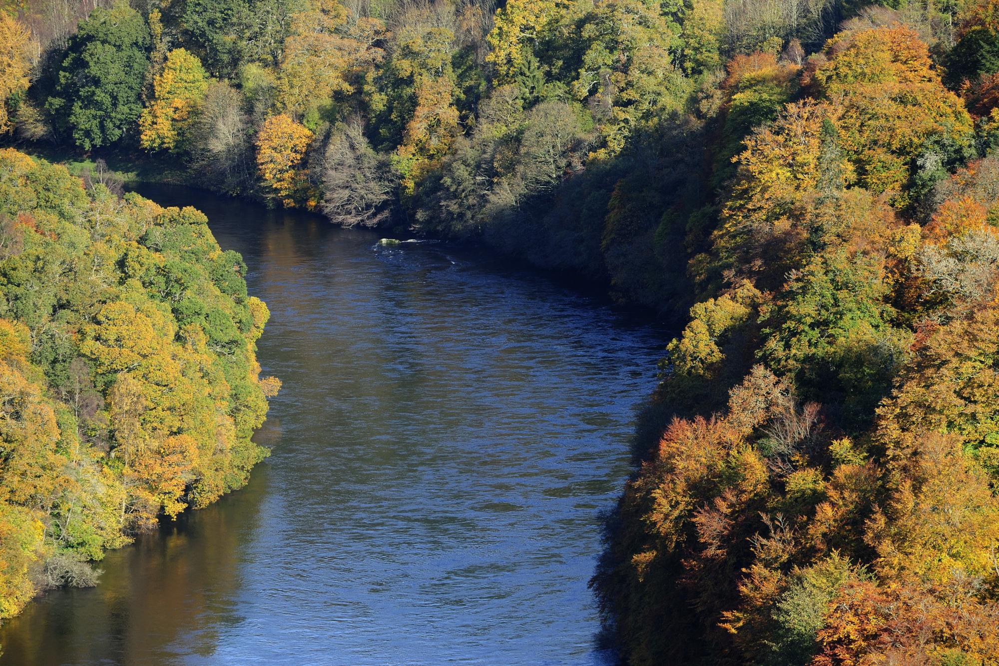 mixed woodland forest either side of river