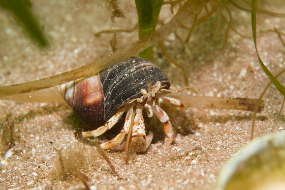 A Hermit crab on the sea floor