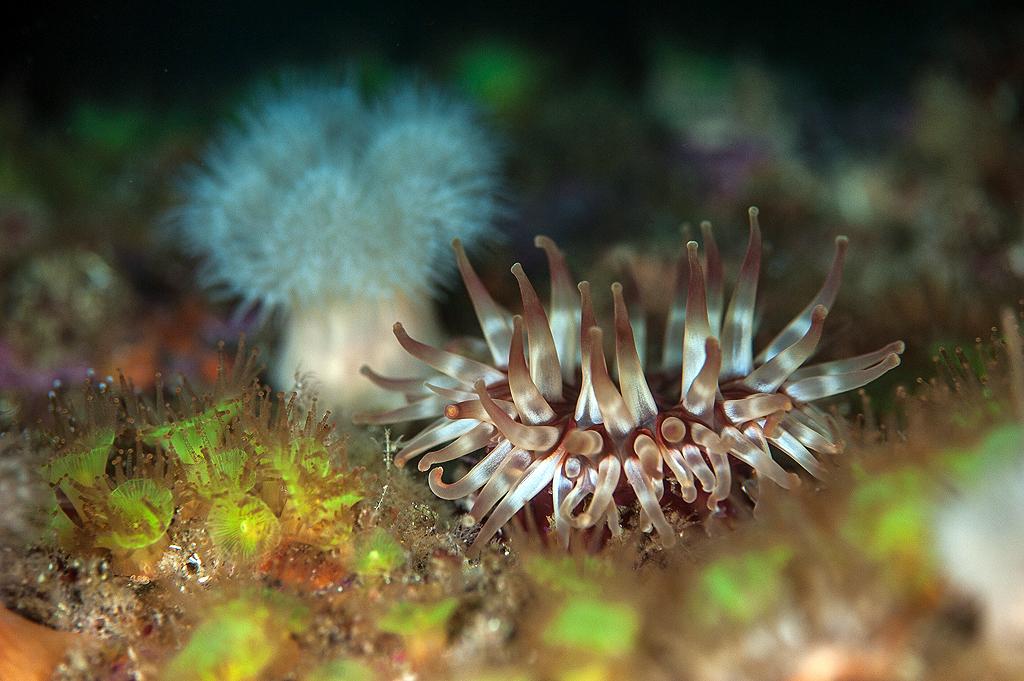Anemones on a rock wall outside a sea cave in St Kilda.