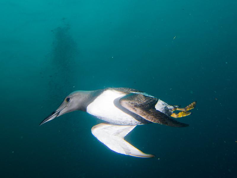 Guillemot flying under water