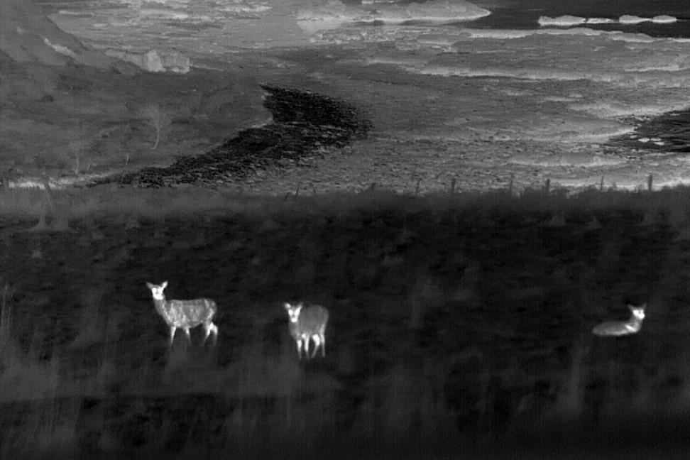 Thermal imagery of deer in the landscape