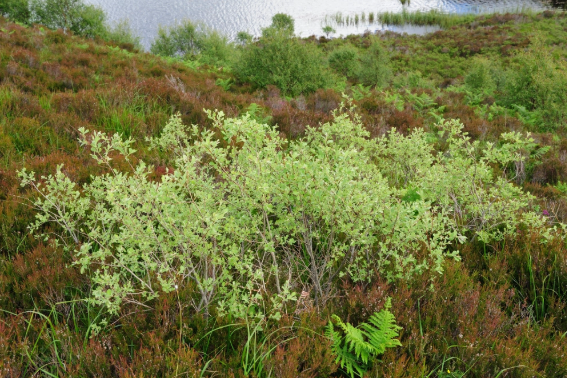 Young willow trees growing amoung heather
